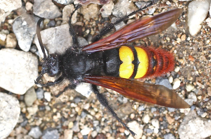 Mammoth Wasp: Megascolia maculata maculata, Scoliidae